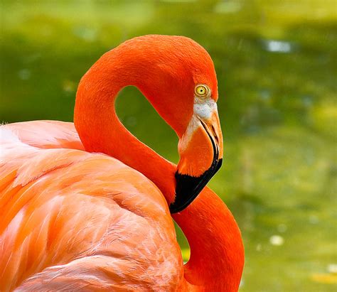 orange flamingo